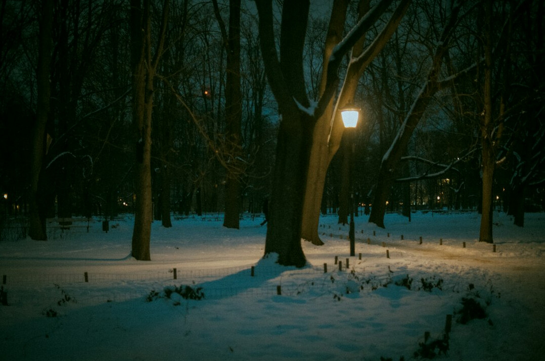 dark forest path at night