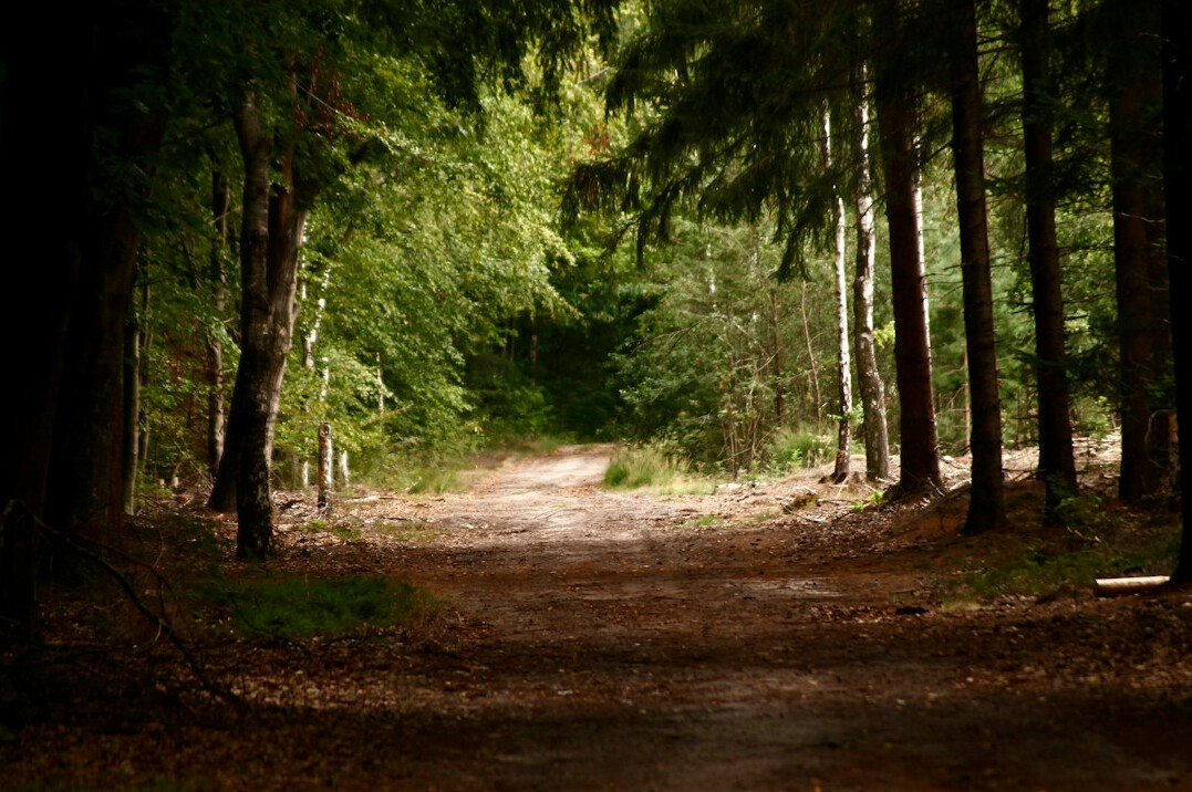 dark forest path